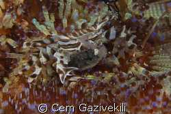 The crab with its eggs by Cem Gazivekili 